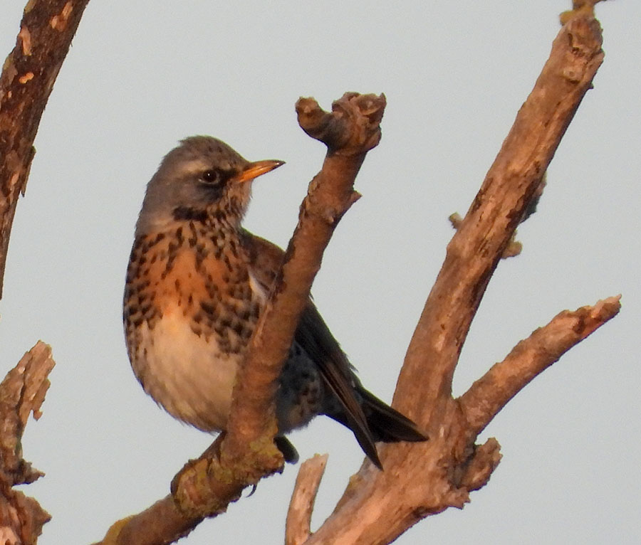 Fieldfare
