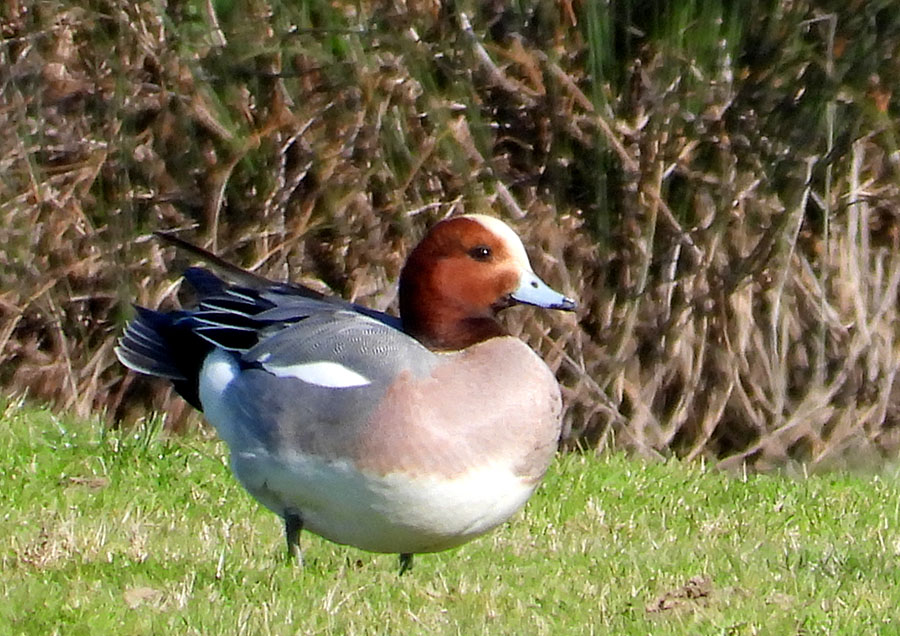 Eurasian Wigeon