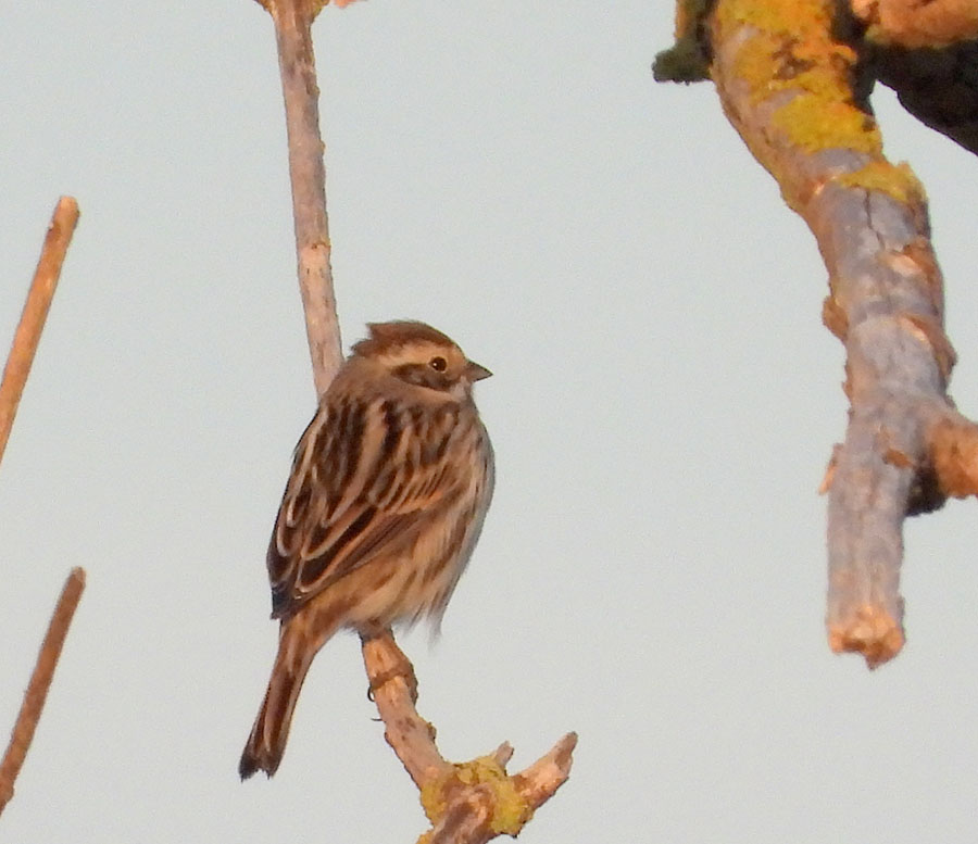Common Reed Bunting