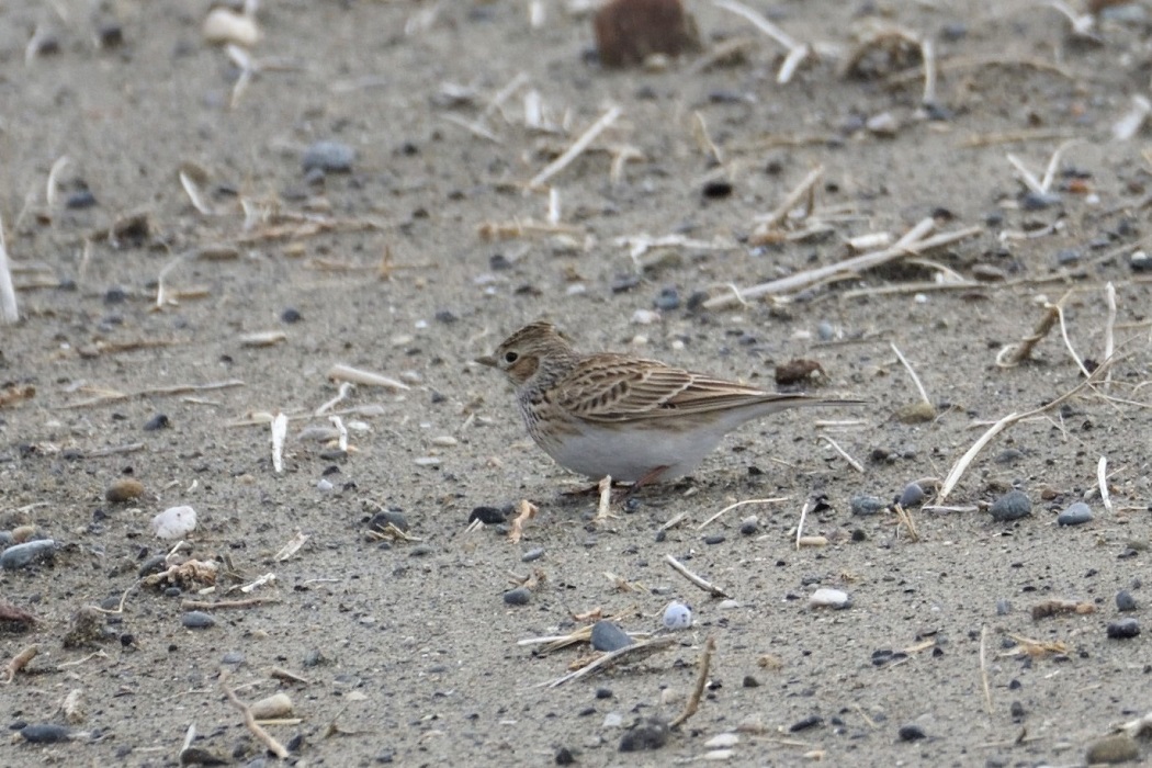 Eurasian Skylark