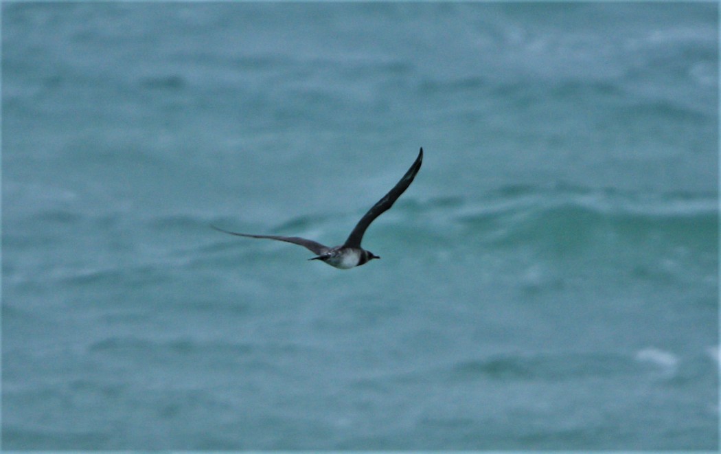 Parasitic Jaeger