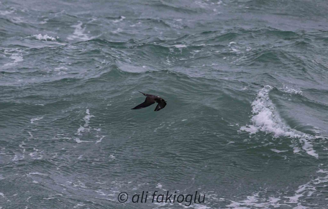 Parasitic Jaeger
