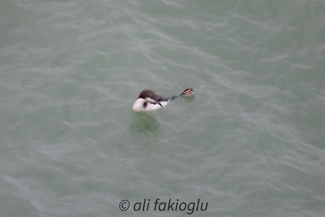 Black-throated Loon
