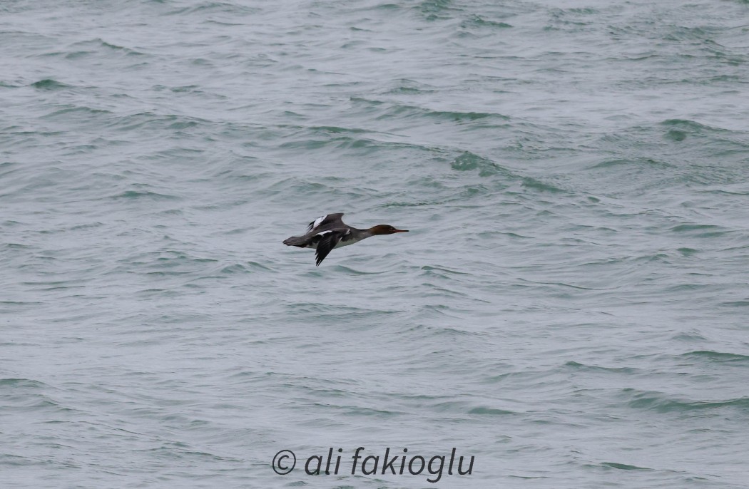 Red-breasted Merganser