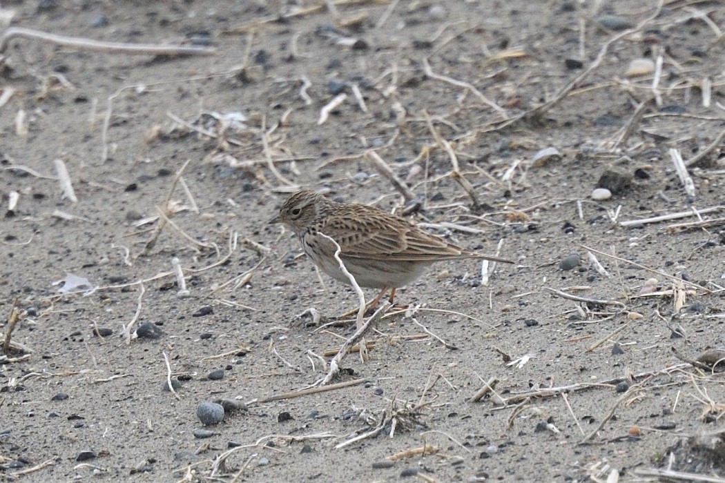 Eurasian Skylark