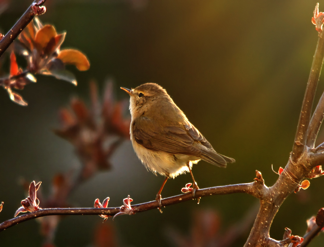 Common Chiffchaff