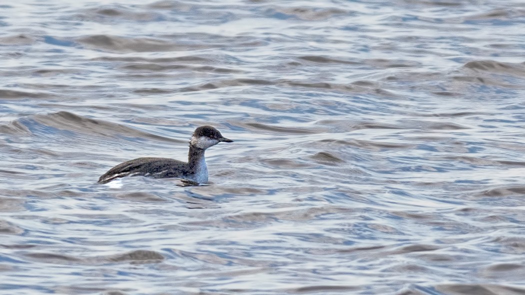 Horned Grebe