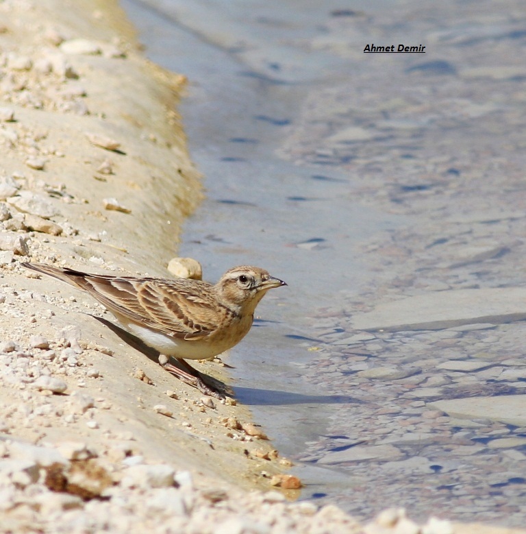 Greater Short-toed Lark