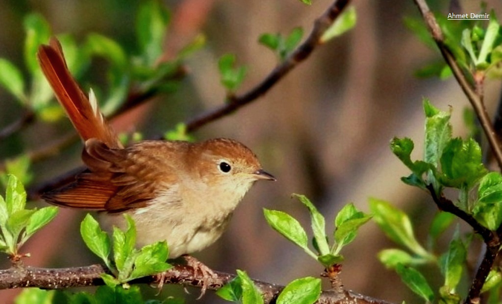 Common Nightingale