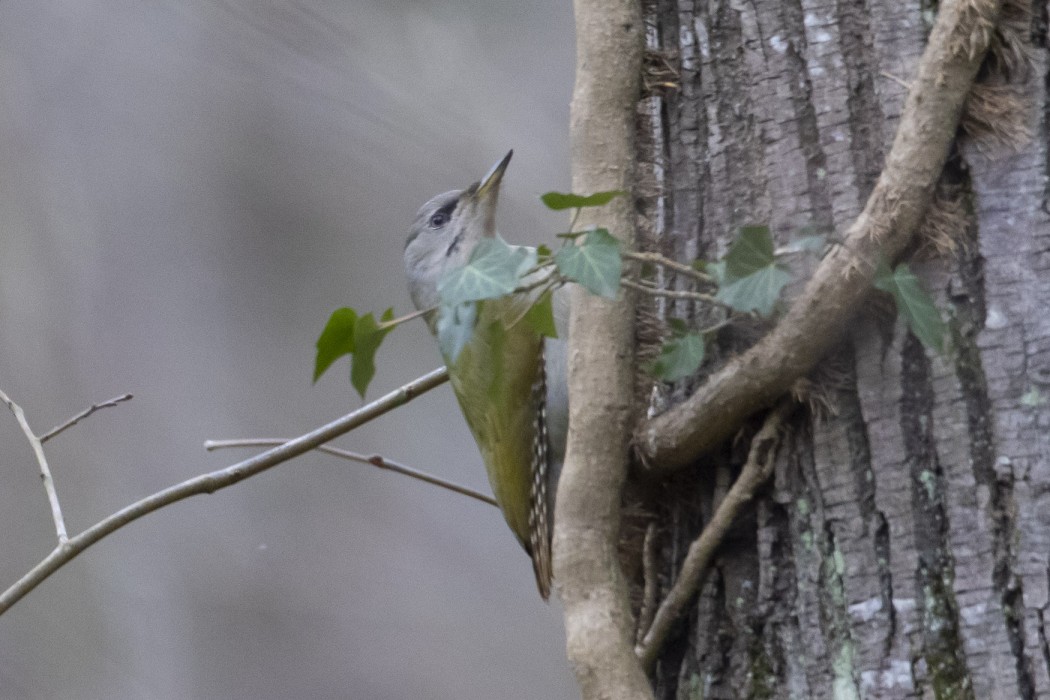 Grey-headed Woodpecker