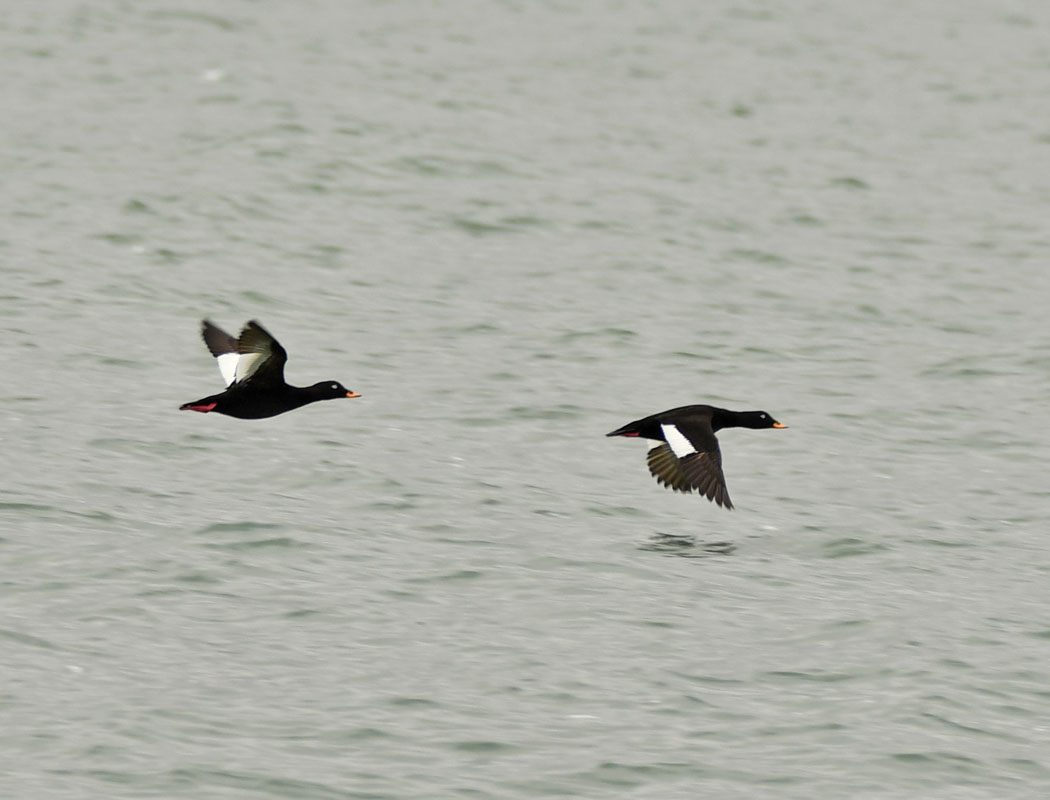 Velvet Scoter