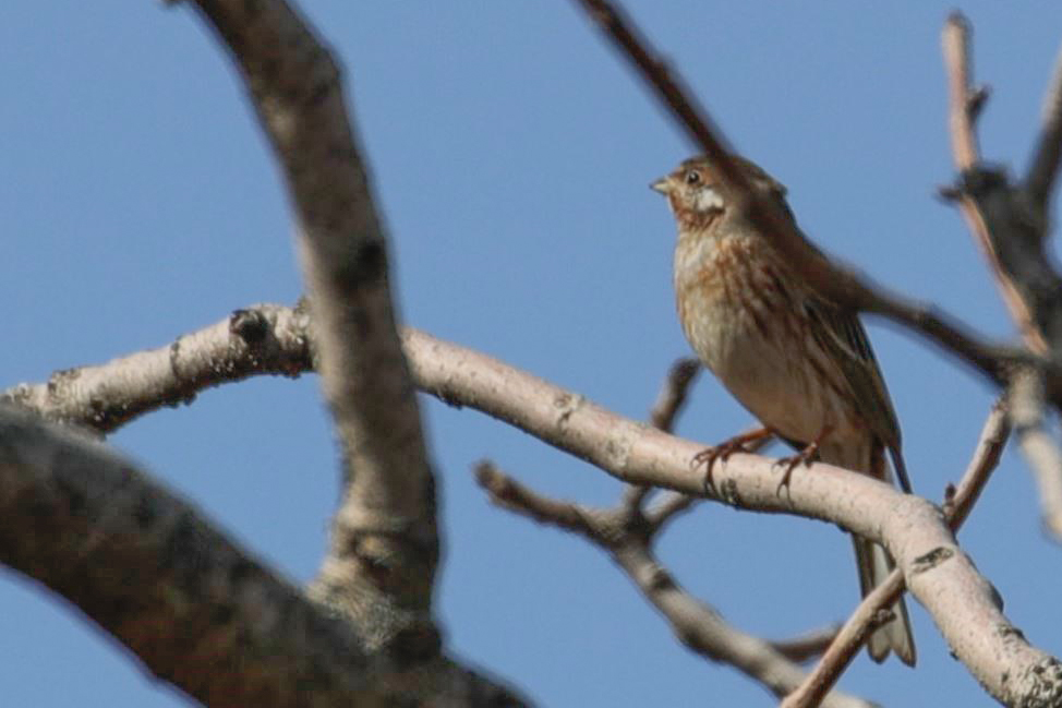 Pine Bunting