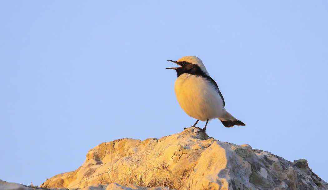Finsch`s Wheatear