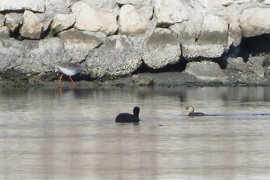 Red-necked Grebe