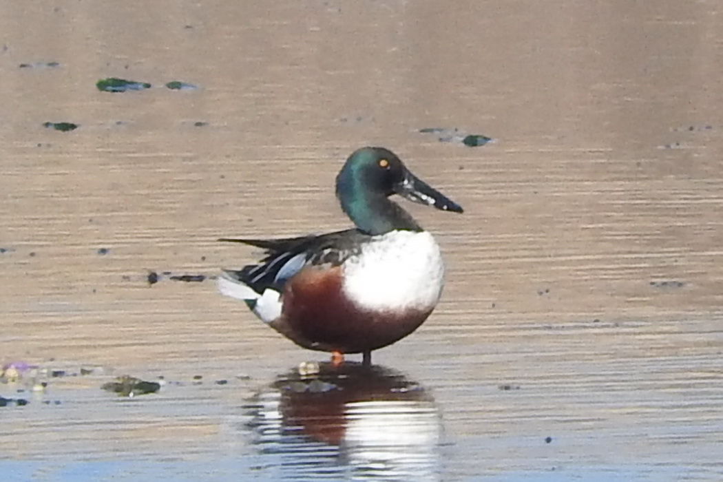 Northern Shoveler