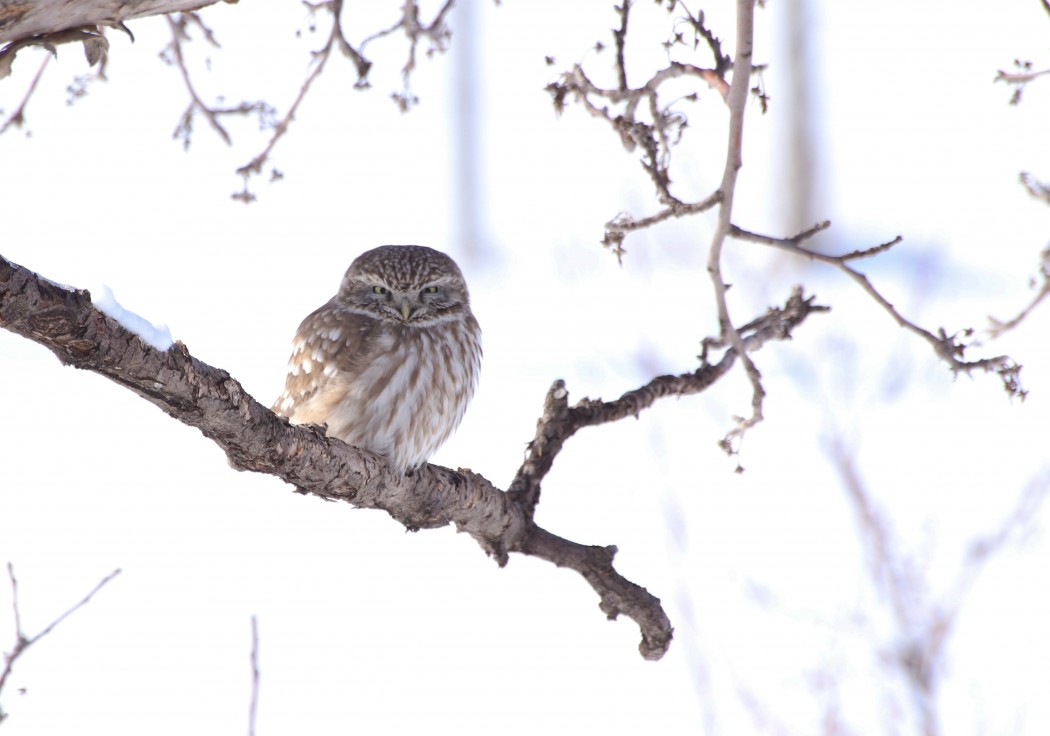 Little Owl