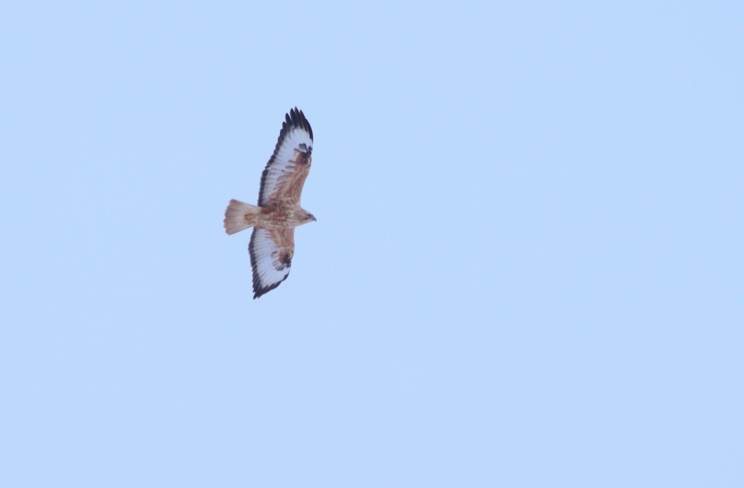 Long-legged Buzzard