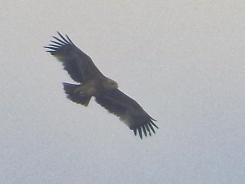 Eastern Imperial Eagle