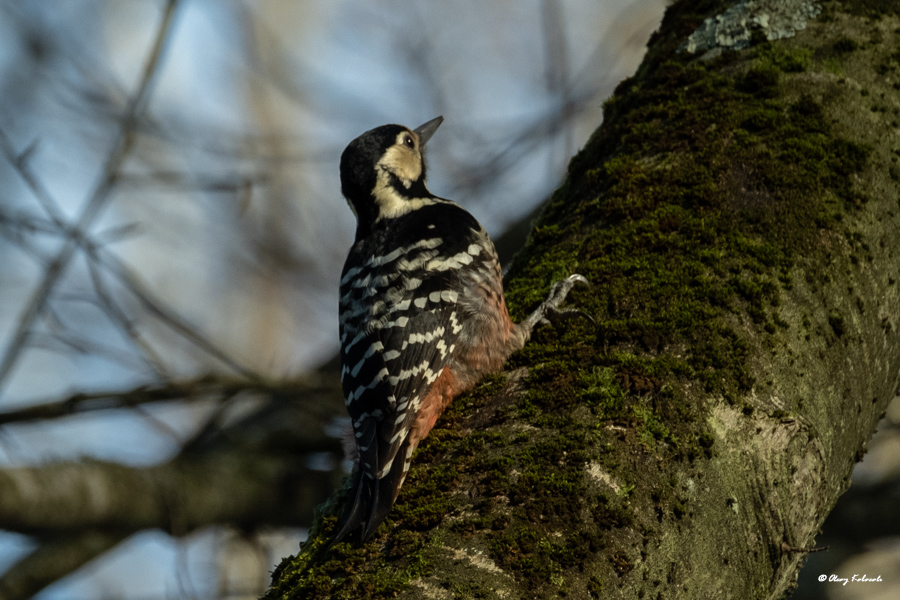 White-backed Woodpecker