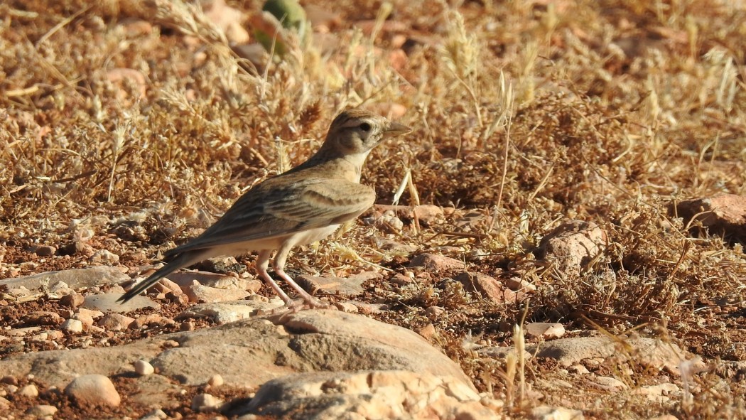 Greater Short-toed Lark