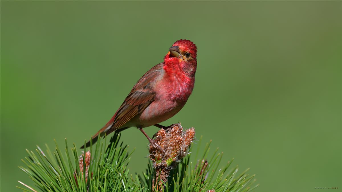 Common Rosefinch