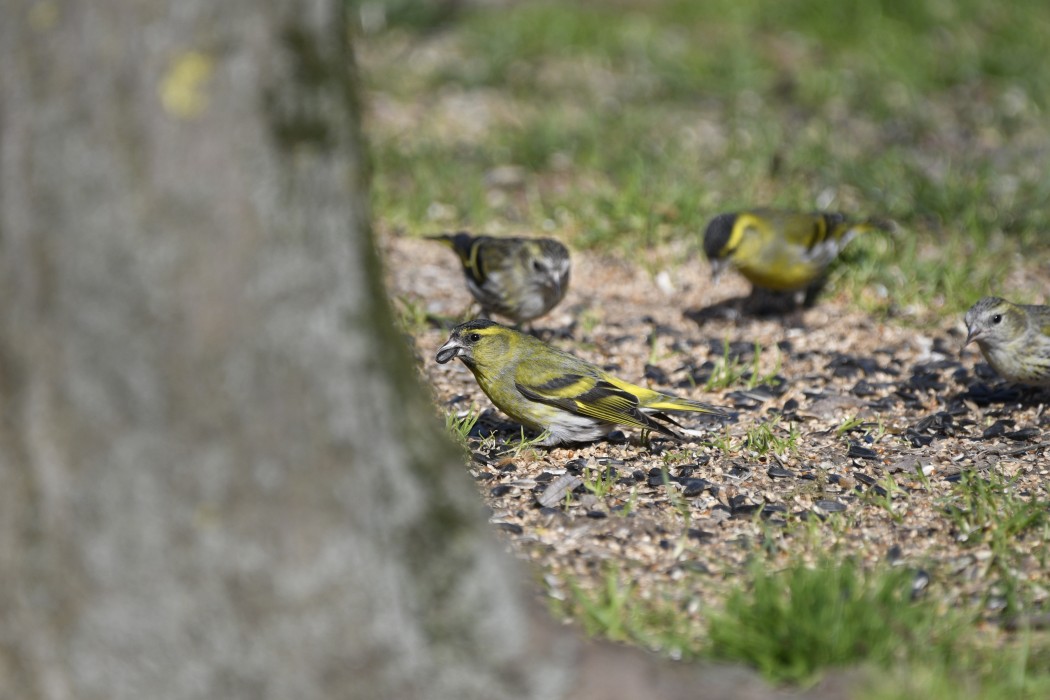 Eurasian Siskin