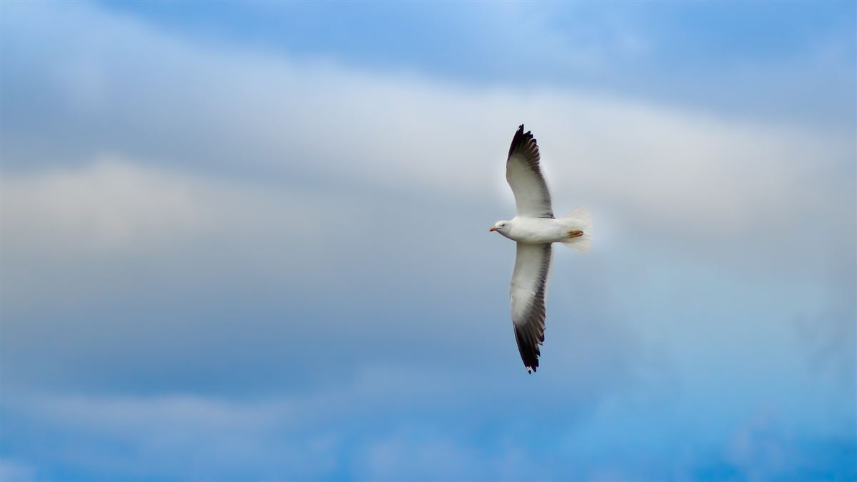 Lesser Black-backed Gull