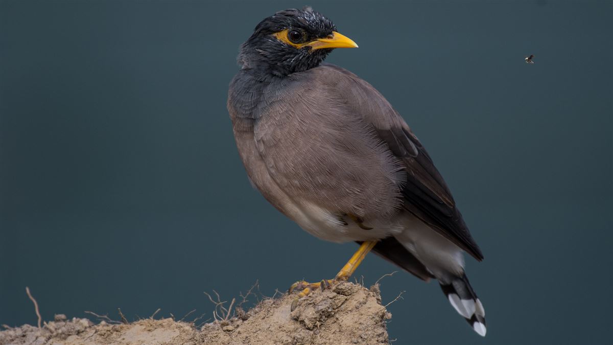 Common Myna