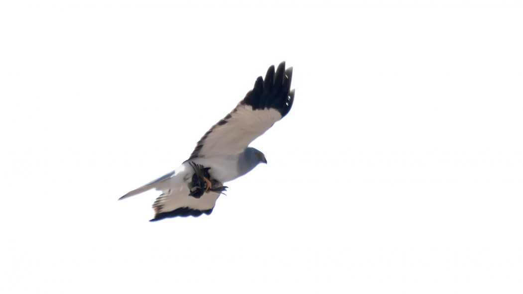 Hen Harrier