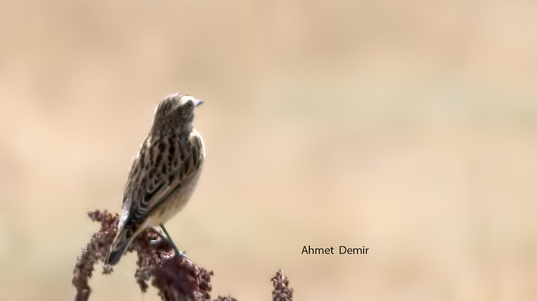 Whinchat