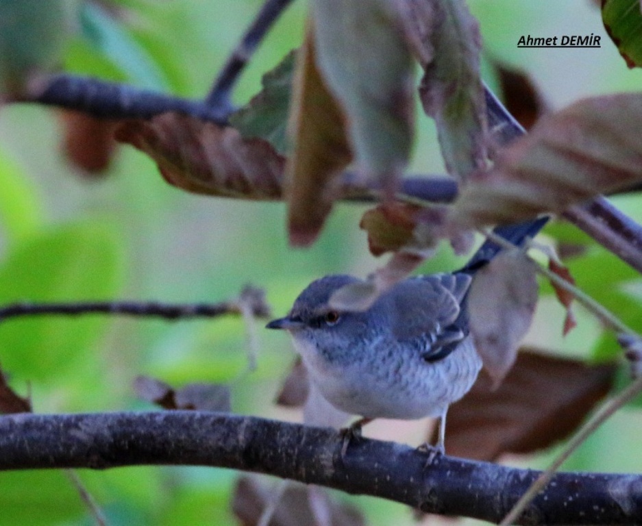 Barred Warbler