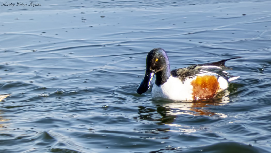 Northern Shoveler