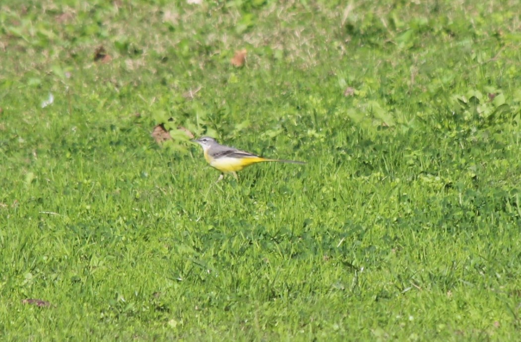 Grey Wagtail