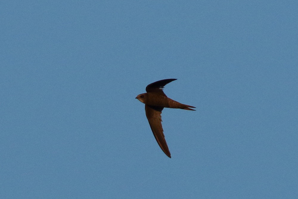 Common Swift