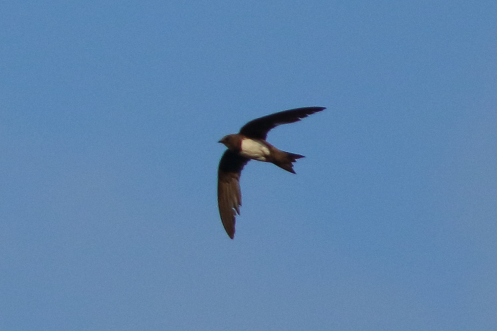 Alpine Swift