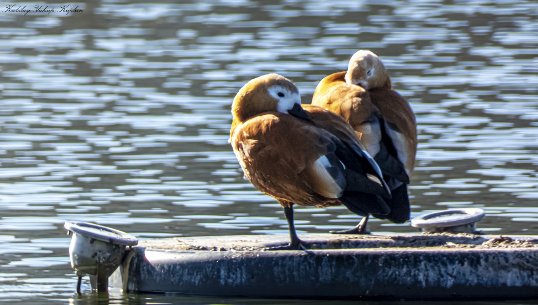 Ruddy Shelduck