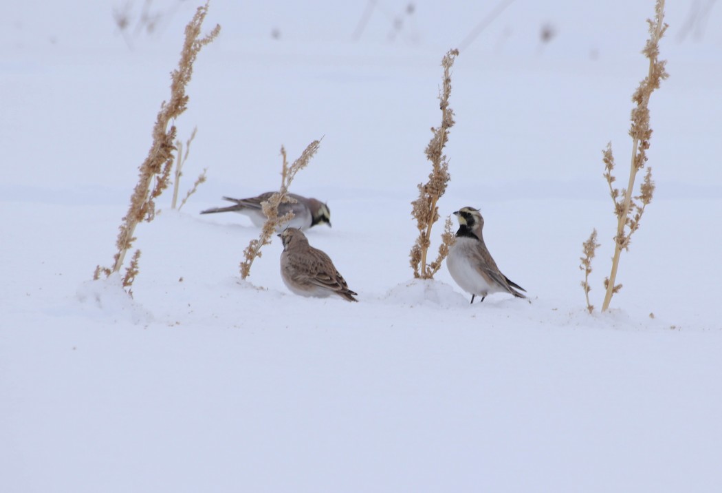 Horned Lark