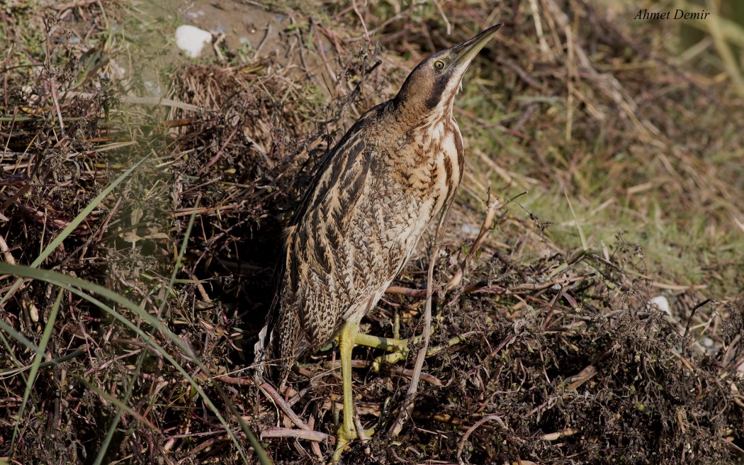 Eurasian Bittern