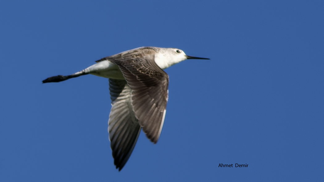 Marsh Sandpiper