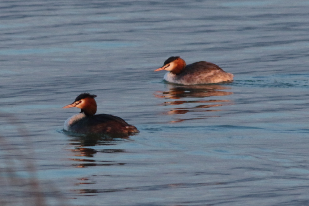 Great Crested Grebe
