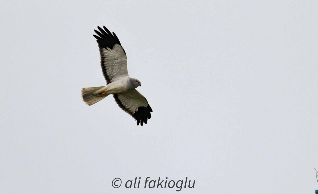 Hen Harrier