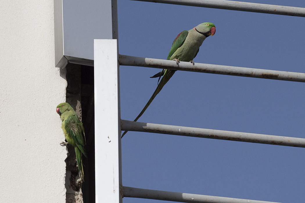 Alexandrine Parakeet
