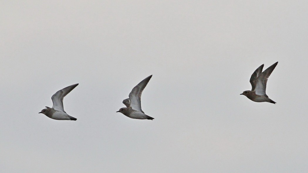 European Golden Plover