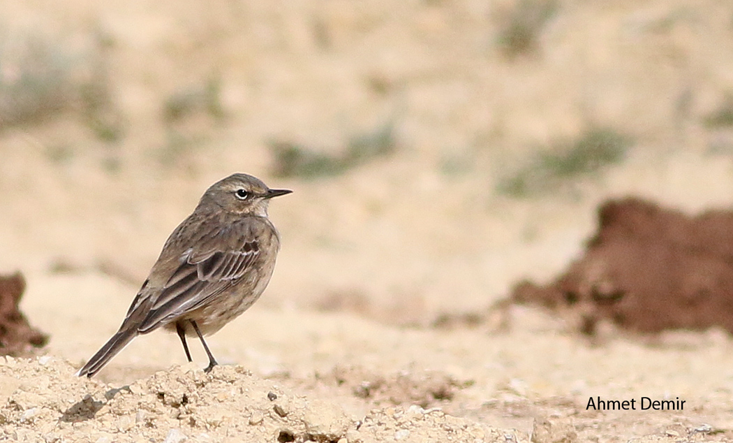 Water Pipit