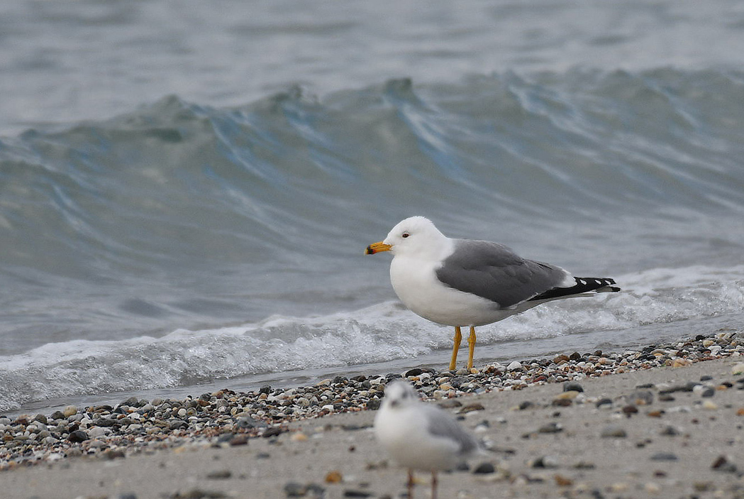 Armenian Gull