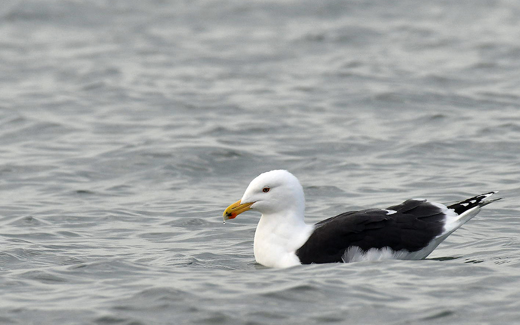 Great Black-backed Gull