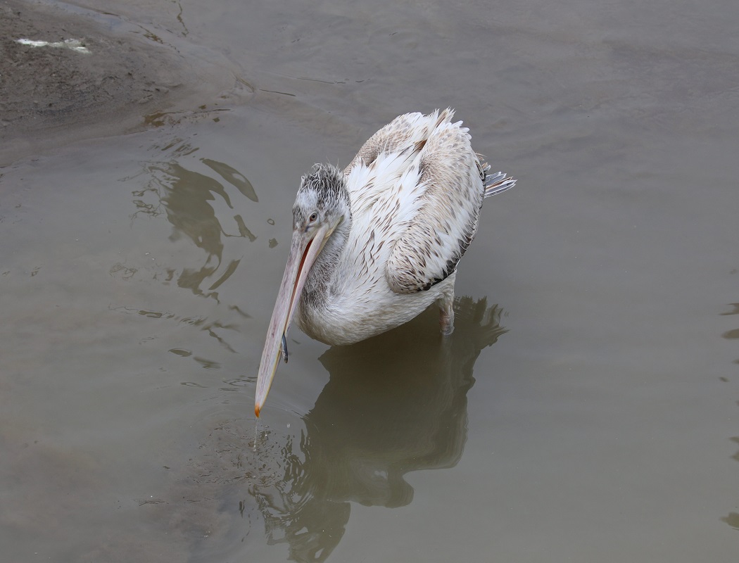 Dalmatian Pelican