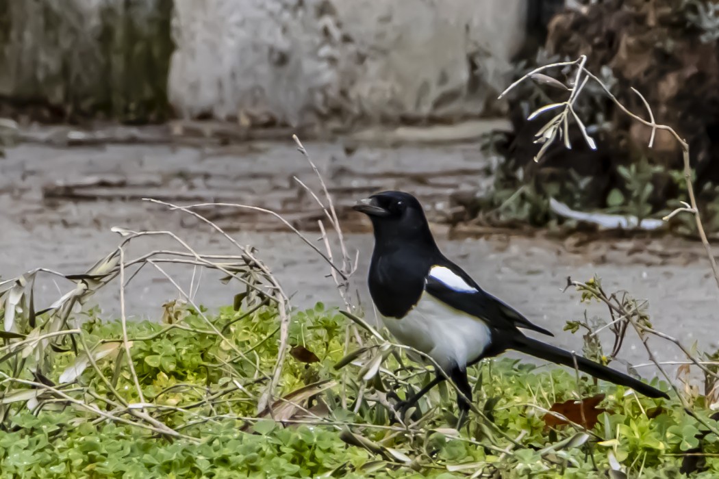 Eurasian Magpie