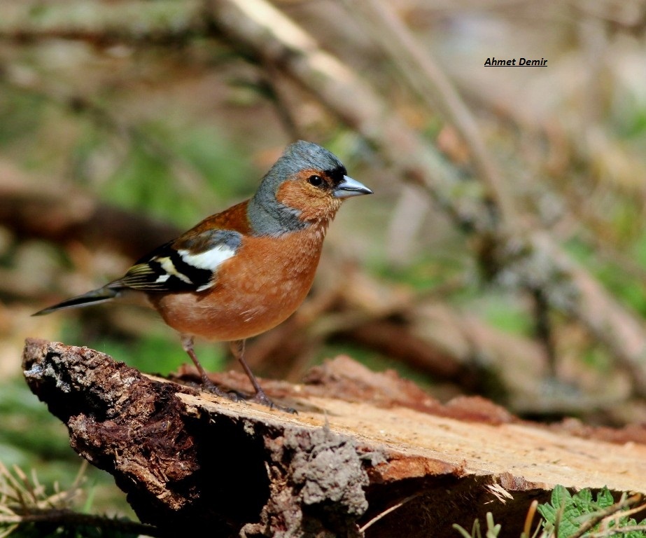 Eurasian Chaffinch