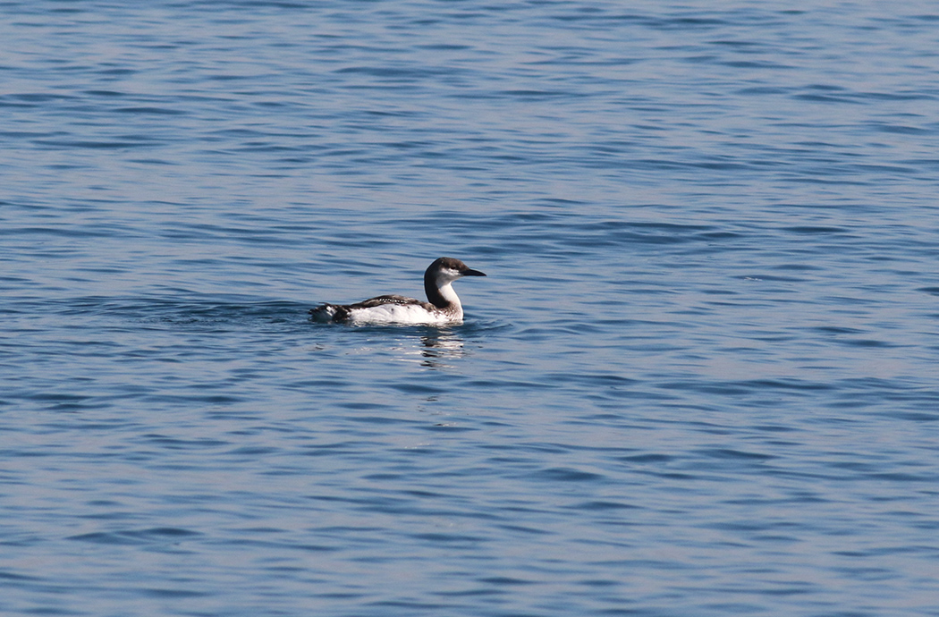 Black-throated Loon